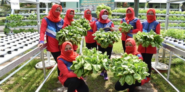 Persit KCK Koorcab Rem 071 Panen Sayur Hidroponik Dukung Ketahanan Pangan di Masa Pandemi