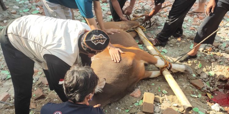 Bang Japar Jakarta Utara Dengan Berqurban, Mari Kita Tingkatkan Kepedulian untuk Berbagi
