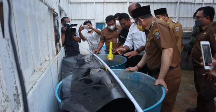 Direktur Jenderal Perikanan Budidaya (PB) Kementerian Kelautan dan Perikanan (KKP) , Haeru Rahayu serta rombongan Kunjungi Kab. Kotabaru