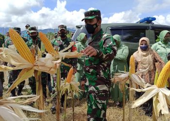 Kodim 1801/Manokwari dan Persit KCK Cab XII Bersama Masyarakat Prafi Melaksanakan Panen Raya Jagung Perdana
