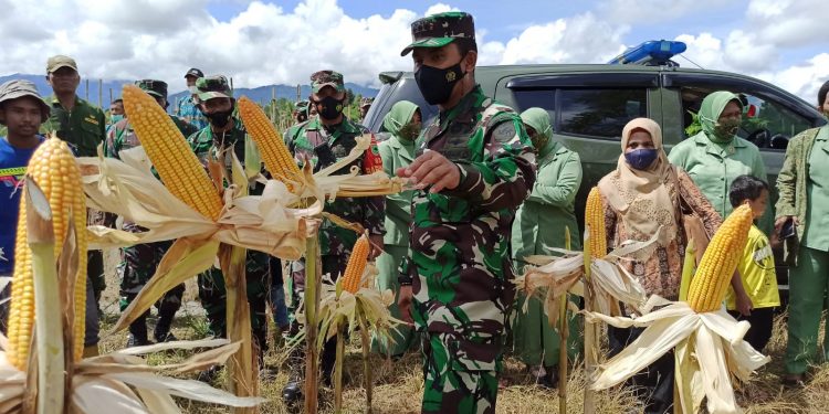 Kodim 1801/Manokwari dan Persit KCK Cab XII Bersama Masyarakat Prafi Melaksanakan Panen Raya Jagung Perdana