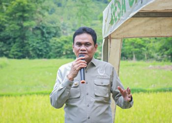 Semangati Petani, Bupati Barru Hadiri Panen Padi Varietas IP 300 di Desa Galung