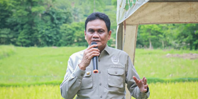 Semangati Petani, Bupati Barru Hadiri Panen Padi Varietas IP 300 di Desa Galung