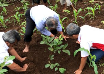 Membangun Ekosistem Pertanian, Ayep Zaki kembali Tanam Pohon  Jambu Kristal di Cibadak ,Sukabumi.