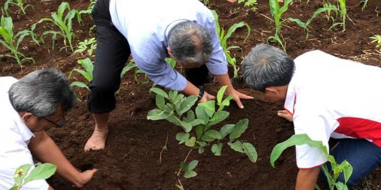 Membangun Ekosistem Pertanian, Ayep Zaki kembali Tanam Pohon  Jambu Kristal di Cibadak ,Sukabumi.