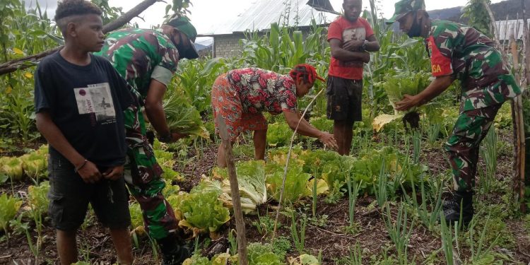 Sukseskan Swasembada Pangan, Babinsa Koramil 1801-05/Anggi Bantu Masyarakat Panen Sayur