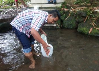 Agus Pecok F-MAP Ketua F – MAP Tebar Ikan Nila di Sumber Wakaf Desa Tamansuruh Kecamatan Glagah Banyuwangi