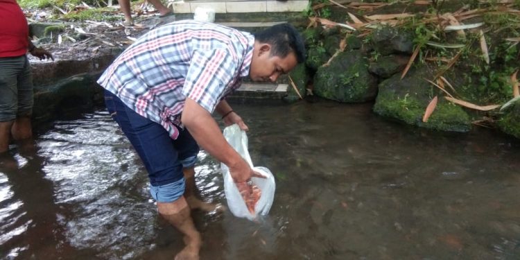 Agus Pecok F-MAP Ketua F – MAP Tebar Ikan Nila di Sumber Wakaf Desa Tamansuruh Kecamatan Glagah Banyuwangi