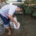 Agus Pecok F-MAP Ketua F – MAP Tebar Ikan Nila di Sumber Wakaf Desa Tamansuruh Kecamatan Glagah Banyuwangi