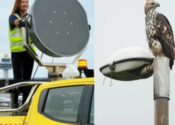 Betapa Mulianya Tugas Mereka, Mencegah Satwa Liar ,agar Tak Menabrak Pesawat di Bandara Changi