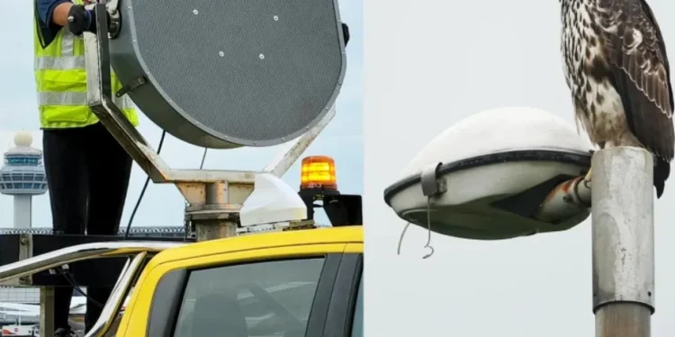 Betapa Mulianya Tugas Mereka, Mencegah Satwa Liar ,agar Tak Menabrak Pesawat di Bandara Changi