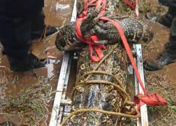 GEGER..!!Para Petani Dikejutkan Munculnya Seekor Buaya di Sawah Garapannya  Sepanjang 3 Meter & Diamankan segera Tim Damkar Maros, Sulsel.