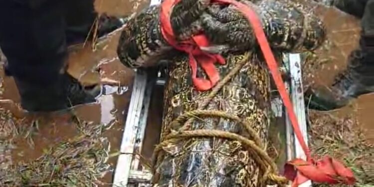 GEGER..!!Para Petani Dikejutkan Munculnya Seekor Buaya di Sawah Garapannya  Sepanjang 3 Meter & Diamankan segera Tim Damkar Maros, Sulsel.