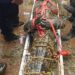GEGER..!!Para Petani Dikejutkan Munculnya Seekor Buaya di Sawah Garapannya  Sepanjang 3 Meter & Diamankan segera Tim Damkar Maros, Sulsel.