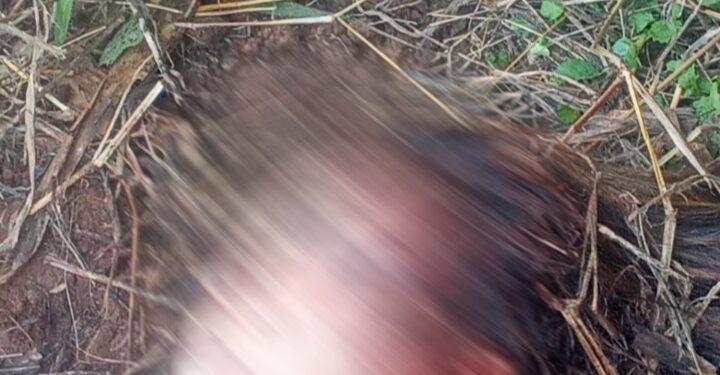 VIRAL..!! Seorang Perempuan Ditemukan Tewas sekitar Kandang Ayam Warga Kelurahan Cibeber, Kota Cimahi