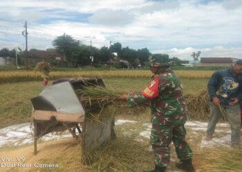 Babinsa Koramil 0808/07 Ponggok Terjun Bantu Panen Padi Warga Binaannya
