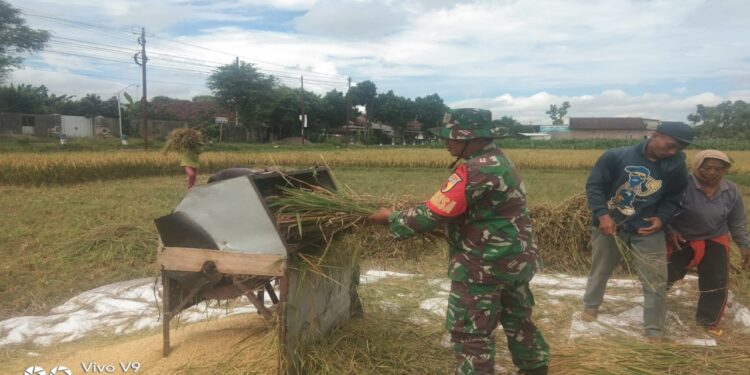 Babinsa Koramil 0808/07 Ponggok Terjun Bantu Panen Padi Warga Binaannya