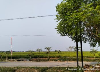 Oknum Kades Tanjungbungin” Kebal Hukum” Dilaporkan Kepihak Polres Karawang Dugaan KUHP 372 , Masih Berkeliaran