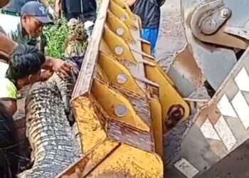 Warga Panik..!! Penangkaran Buaya di Cianjur Jebol , Beberapa Ekor Kabur dan  Berhasil Ditangkap kembali..