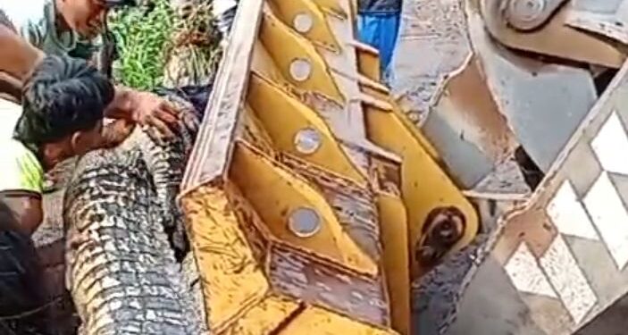 Warga Panik..!! Penangkaran Buaya di Cianjur Jebol , Beberapa Ekor Kabur dan  Berhasil Ditangkap kembali..