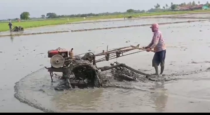 Meratakan Tanaman Padi