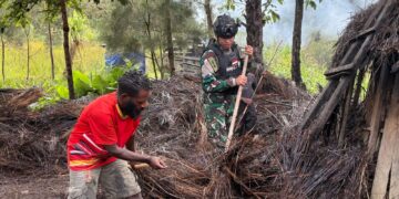 Gotong Royong Renovasi Rumah Adat Honai Papua Wujud Cinta Satgas Yonif 511/DY