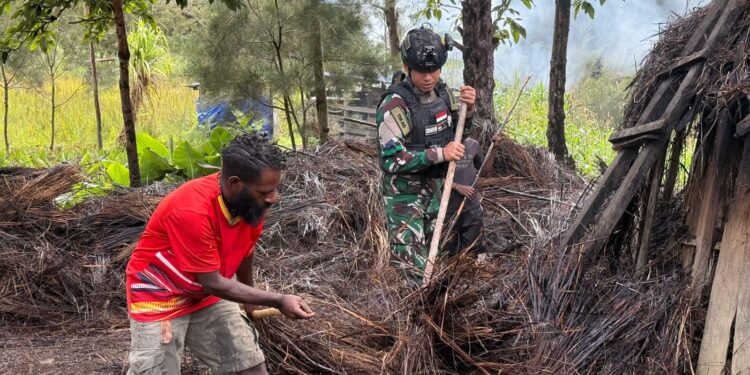 Gotong Royong Renovasi Rumah Adat Honai Papua Wujud Cinta Satgas Yonif 511/DY